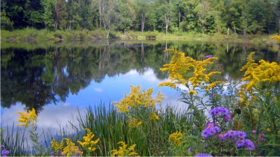 Environment Consultants In India